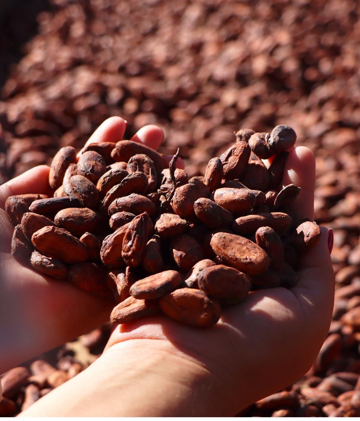 THE CHOCO GURU